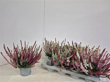 <h4>Callu Nova Gem 3 Kl</h4>