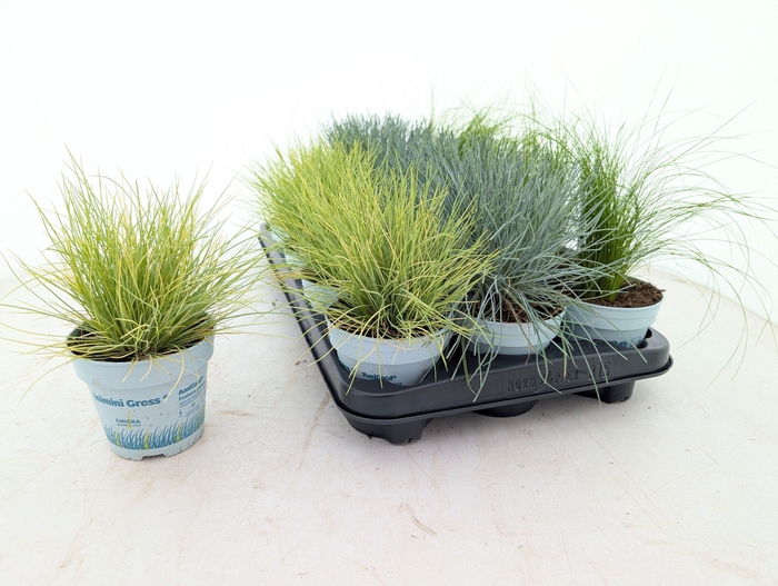<h4>SIERG GEM 3 SRT FUST stock</h4>