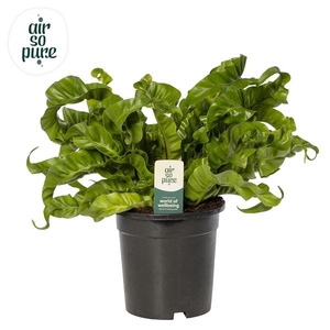 Asplenium antiquum Hurricane
