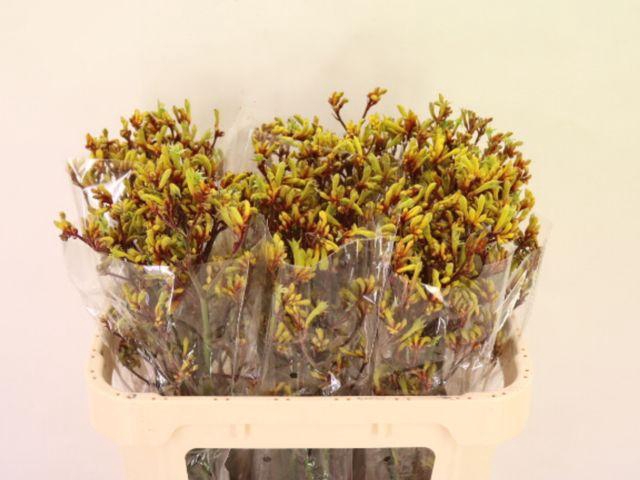 <h4>Anigoz Bush Pioneer</h4>