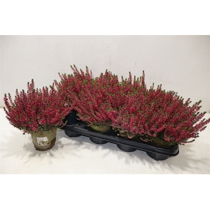 Callu Bl Steffi
