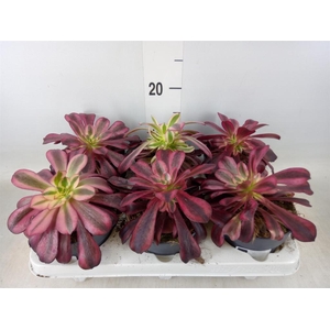 Aeonium   ...
