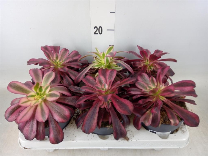 <h4>Aeonium   ...</h4>