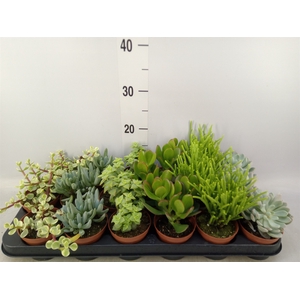 Succulents   ...mix 6
