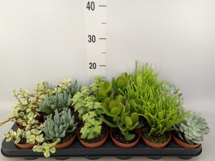 <h4>Succulents   ...mix 6</h4>