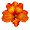 Alstroemeria Orange Princess