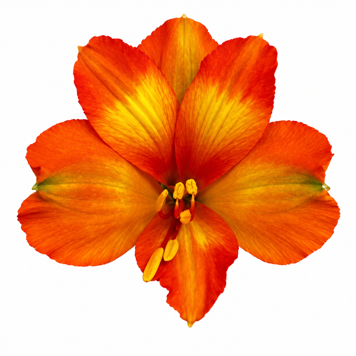 Alstroemeria Orange Princess