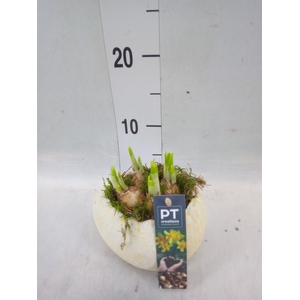 Arr.  Narcissus Tete Tete L%