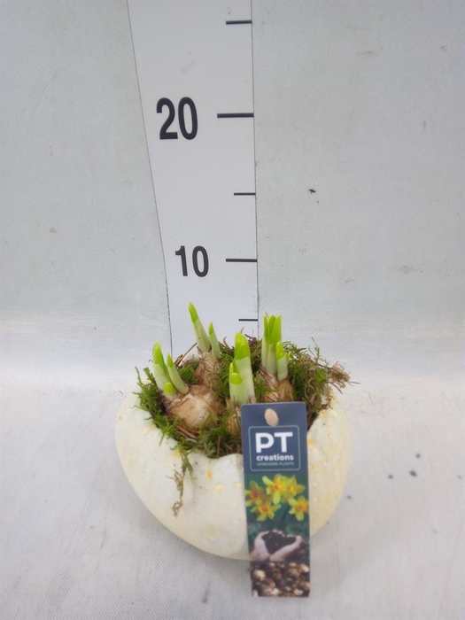 <h4>Arr.  Narcissus Tete Tete L%</h4>