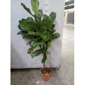 Ficus   ...