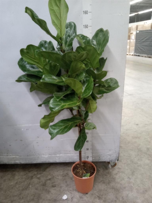 <h4>Ficus   ...</h4>
