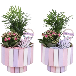Mothersday Arr. Indoor Wooden Pot on Stand Pastel Pink Ø19cm 3PP