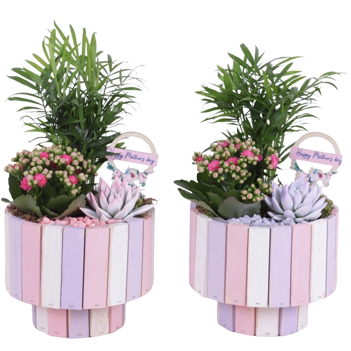 <h4>Mothersday Arr. Indoor Wooden Pot on Stand Pastel Pink Ø19cm 3PP</h4>