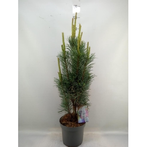 Pinus sylvestris 'Fastigiata'