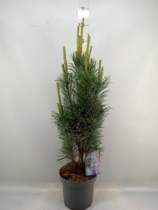 <h4>Pinus sylvestris 'Fastigiata'</h4>