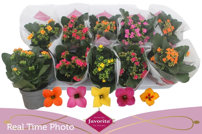 <h4>KAL EN GEM 5 KL</h4>