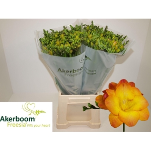 Freesia enk One XXL White