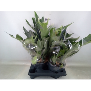 Platycerium bifurc.