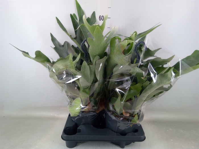 <h4>Platycerium bifurc.</h4>