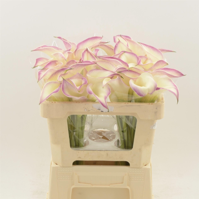 <h4>CALLA 'CALL MARIO'</h4>