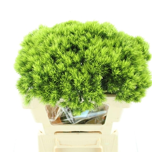 Di Barb Green Wicky Extra X30