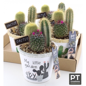 ARR CACTUS