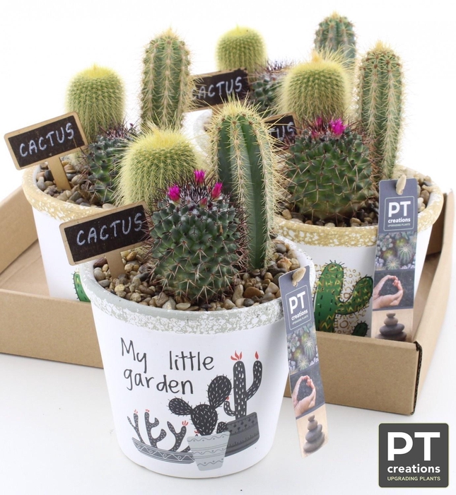 <h4>ARR CACTUS</h4>