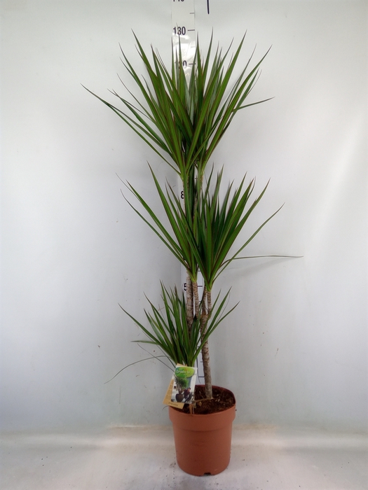 <h4>Dracaena marg.</h4>