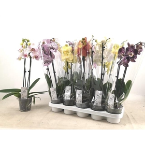 PHAL MIX 2 TAK 50CM