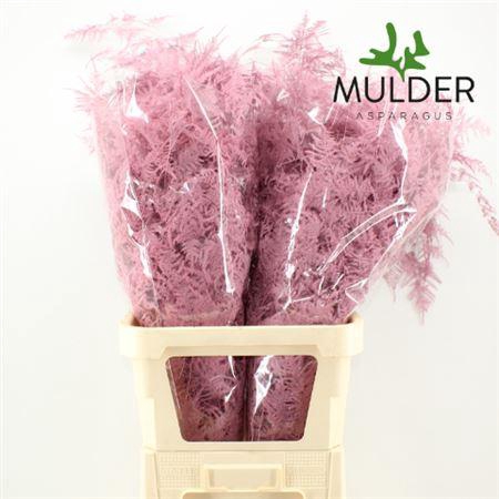 Asp Klb H% L. Getopt Pink