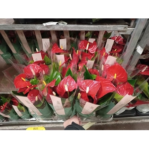 Anthurium Andr. Valentino