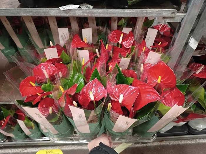 <h4>Anthurium Andr. Valentino</h4>