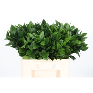 Ruscus