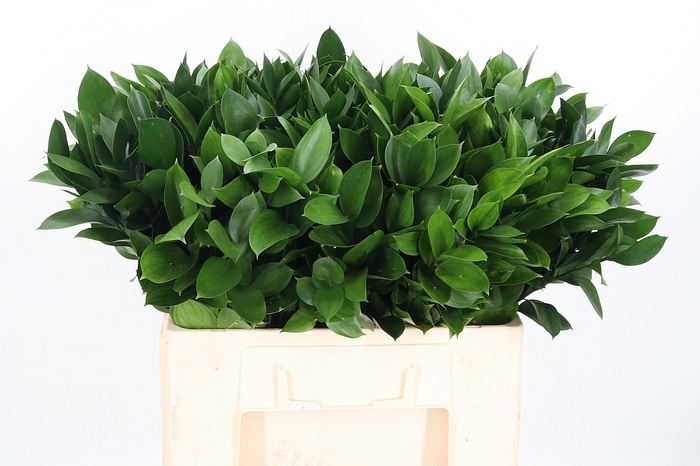 <h4>Ruscus</h4>