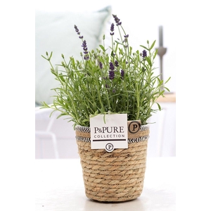 Lavandula Hidcote in P&PURE Basket 6