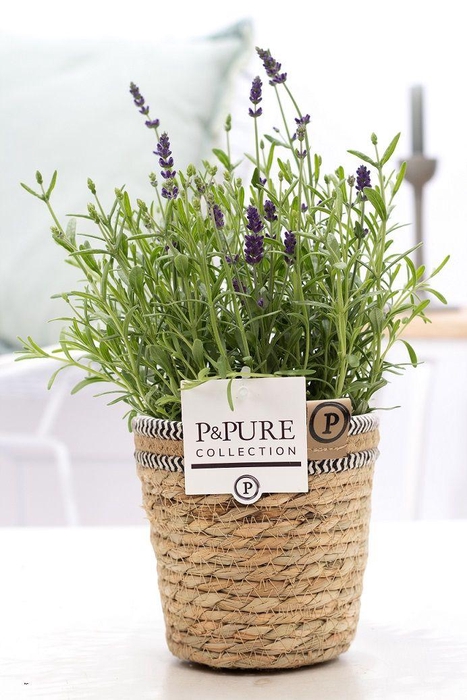 <h4>Lavandula Hidcote in P&PURE Basket 6</h4>