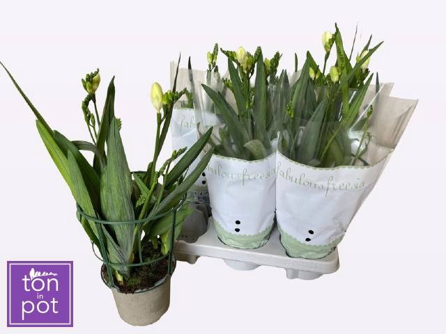 <h4>FREESIA OV</h4>