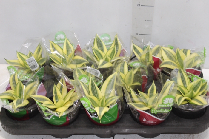 <h4>SANSEVIERIA GOLDEN HAHNII P11</h4>