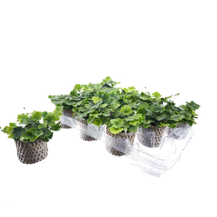 <h4>DORYOPTERIS CORDATA</h4>