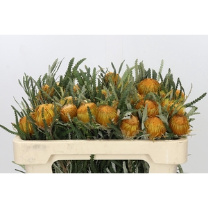 Banksia Dryandra