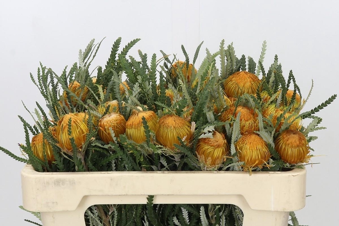 <h4>Banksia Dryandra</h4>