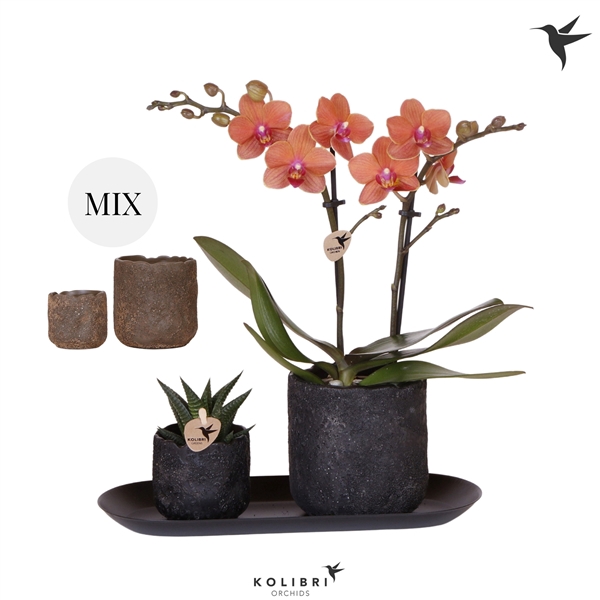 <h4>Kolibri Gift Set small Urban black brown mix</h4>