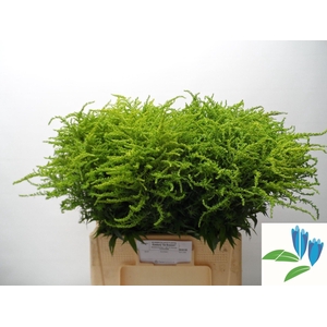 SOLIDAGO STRAHLENKRONE 35 GR.