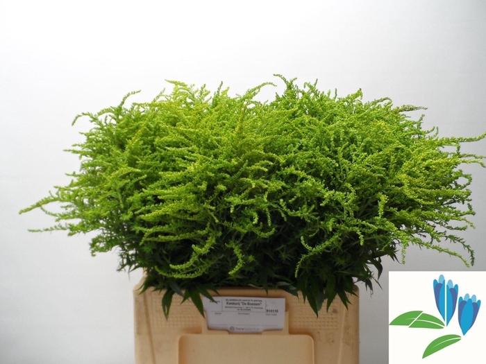 <h4>SOLIDAGO STRAHLENKRONE 35 GR.</h4>
