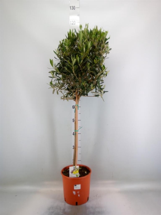 <h4>Olea europaea</h4>