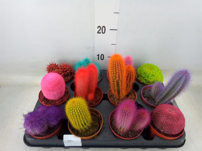 <h4>Cactus   ...</h4>