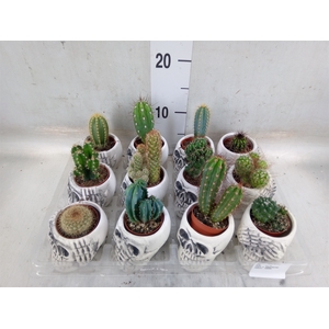 Cactus   ...