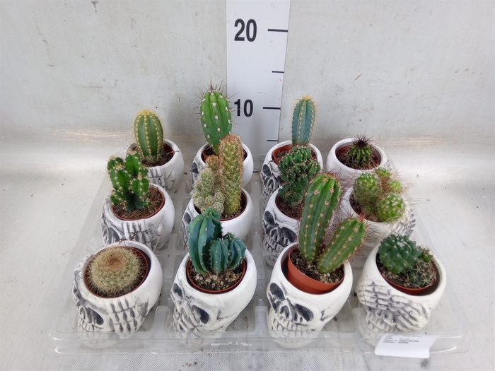 <h4>Cactus   ...</h4>