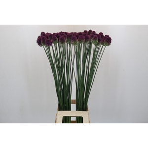 Allium Sphaerocephalon
