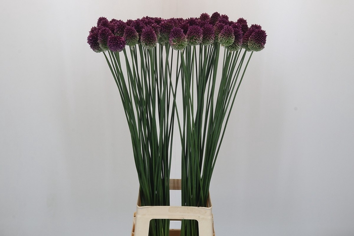 <h4>Allium Sphaerocephalon</h4>